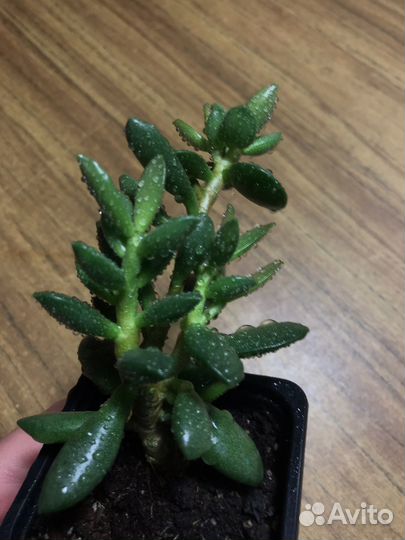 Адромискус