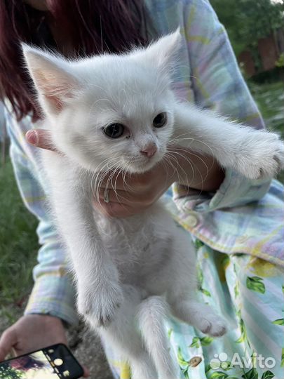 Котенок дворовый