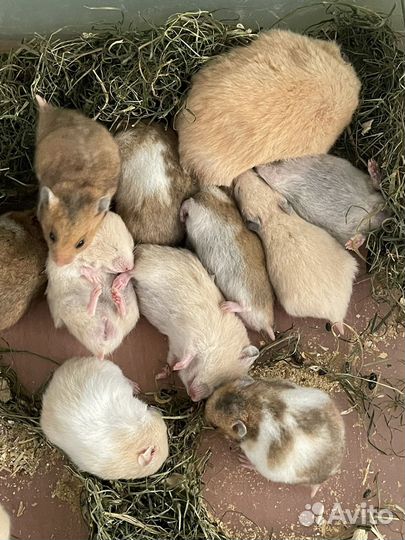 Сирийские хомяки. Питомник. Малыши рожд. 11.08