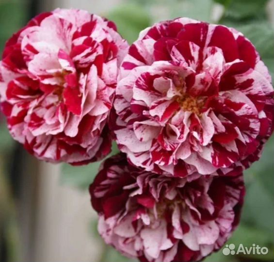 Саженцы роз нью имэджин заказы на осень 2023г