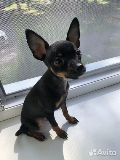 Собака мини той-терьер