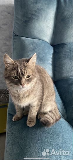 Кошка