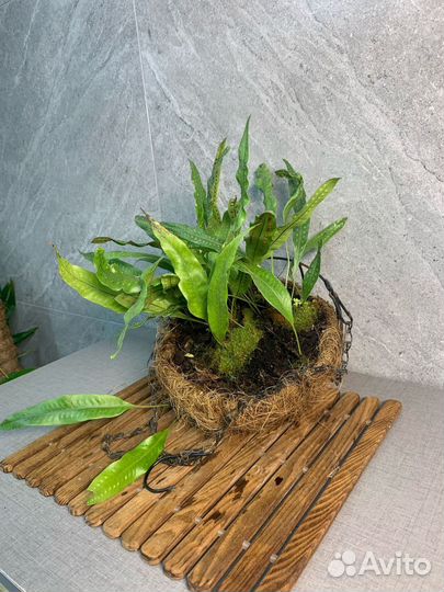 Папоротник