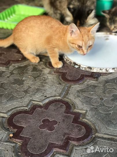 Котята в добрые руки даром