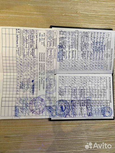 Продам щенков Западносибирской лайки