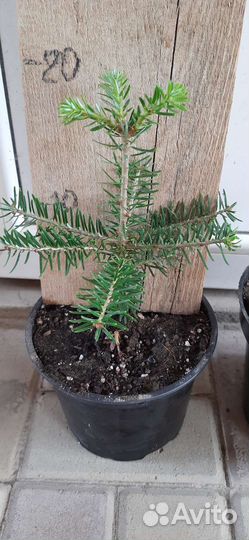 Пихта корейская 