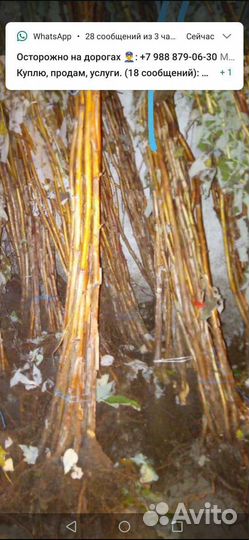 Саженцы ремонтантной малины