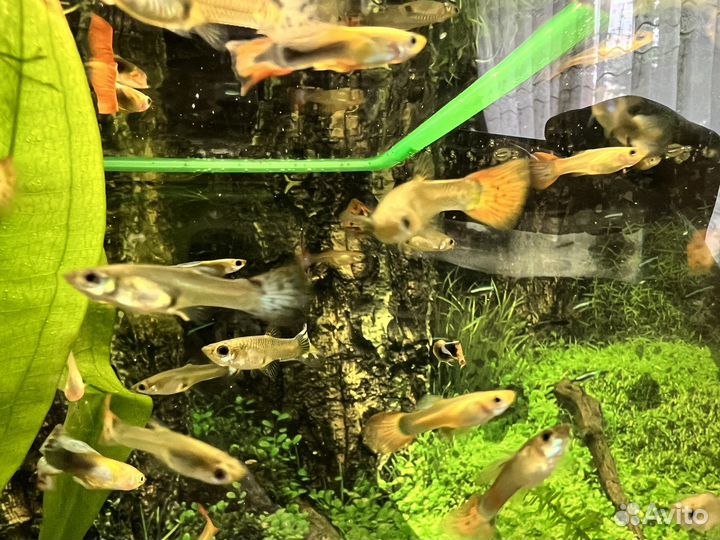 Аквариумные рыбки гуппи