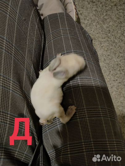 Декоративные карликовые кролики. Вислоухий баран