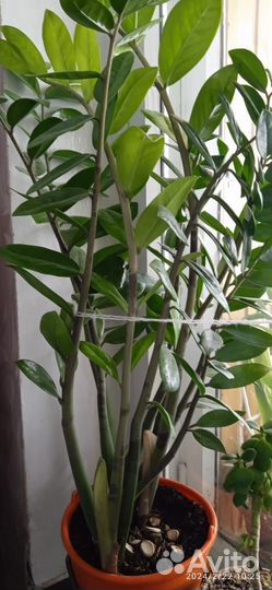 Замиокулькас