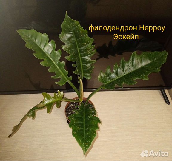 Антуриум Хрустальный, филодендроны, сингониумы