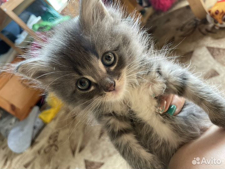 Котик в добрые руки