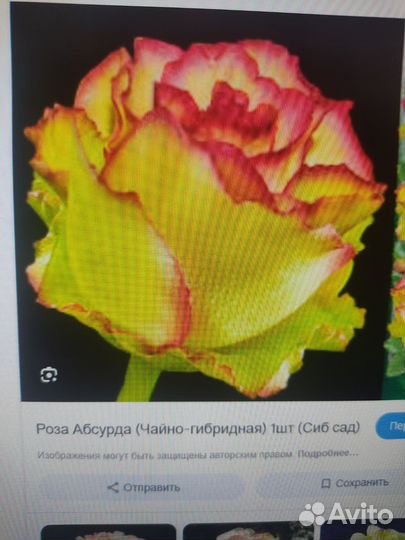 Роза чайно-гибридная