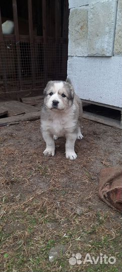 Щенки Алабая