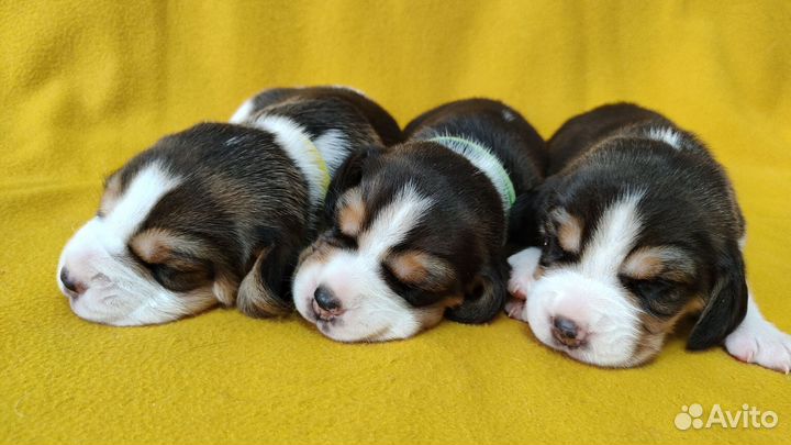 Щенки бигль