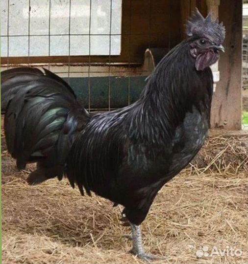 Петух ухейилюй