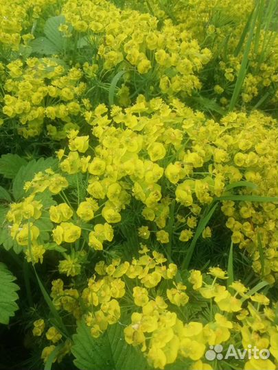 Рудбекия многолетний цветок. Спирея розовая