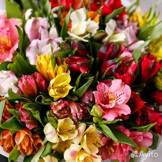 Альстромерия Микс Цветы Колумбия