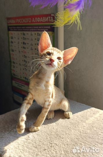 Ориентальный котик