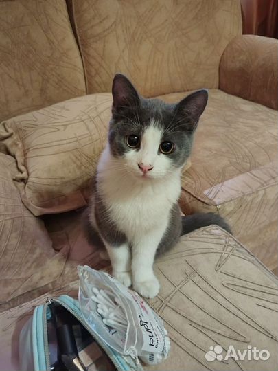 Отдаем в добрые руки