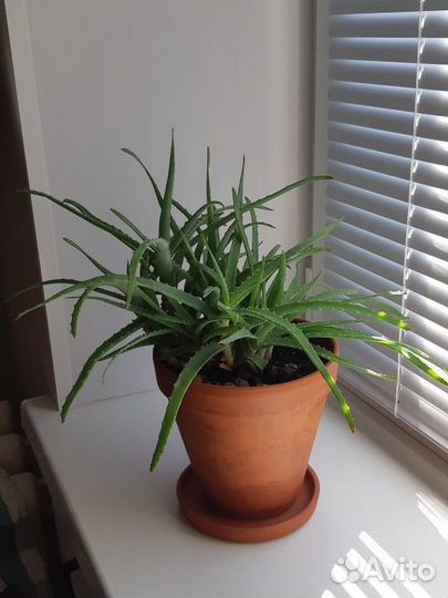 Алоэ 2-х летний без горшка