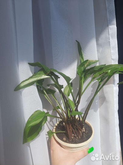 Отдам бесплатно