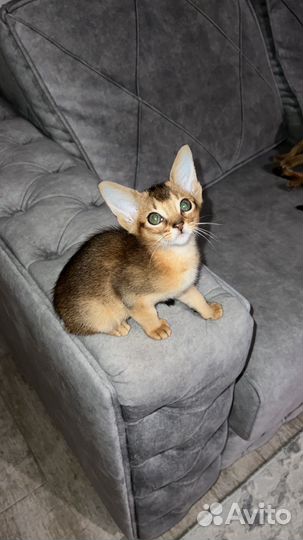 Абиссинская с документами