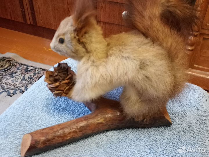 Белка чучело