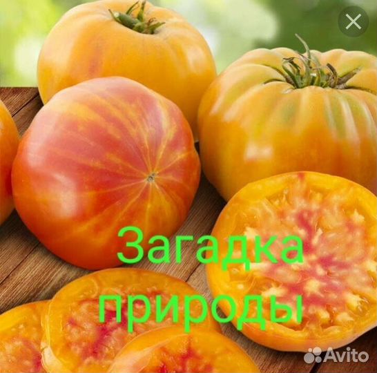 Рассада томатов