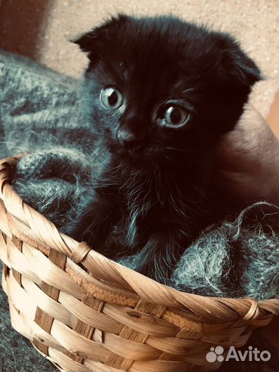 Кошка шотландская