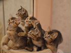 Абиссинские котята метисы объявление продам