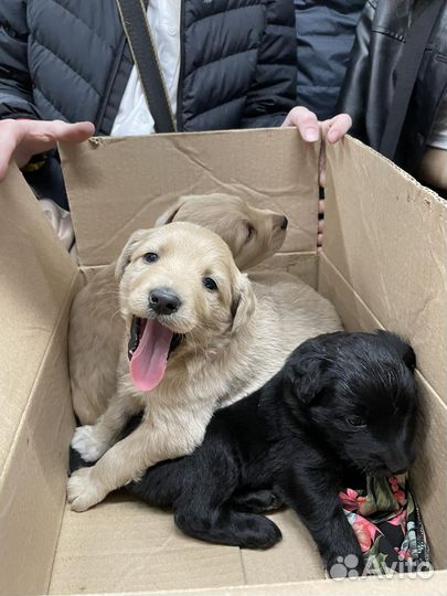 Лабрадор ретривер щенки