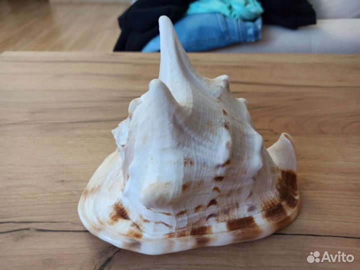 Морская раковина