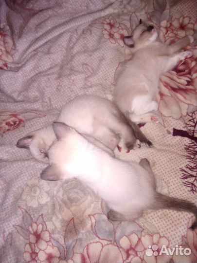 Сиамские котята
