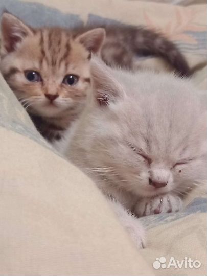 Продаются британские котята
