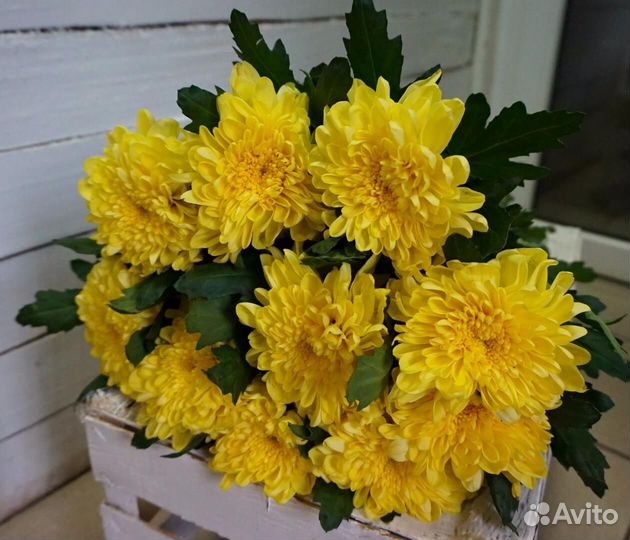 Букет из одноголовых хризантем 85 шт
