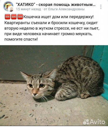 Бездомные котики