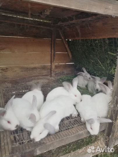 Калифорнийцы