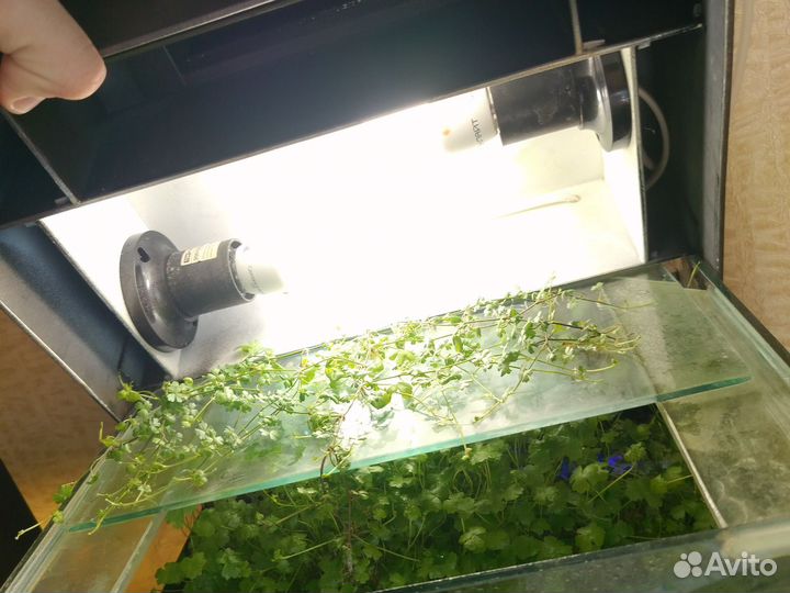 Аквариум и принадлежности
