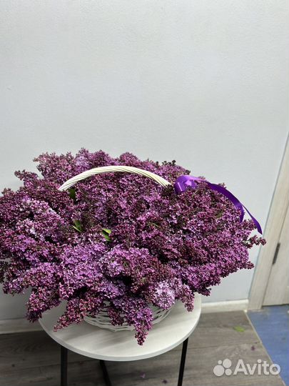 Сирень / Букет из сирени / 21, 31, 51