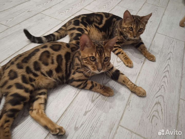 Кошки в добрые руки