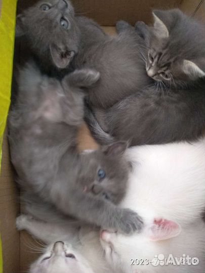 Котята в добрые руки