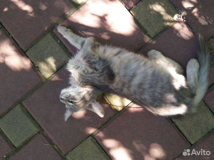 Кошечка