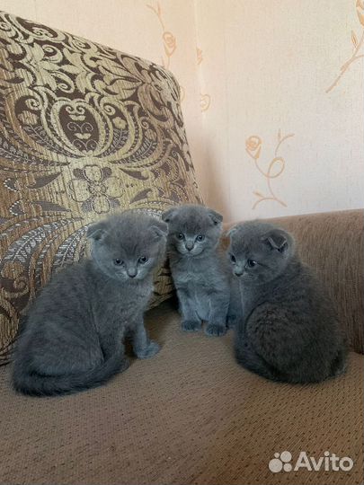 Британская