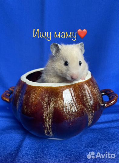 Сирийские хомяки. Ручные красавцы-малыши. Доставка