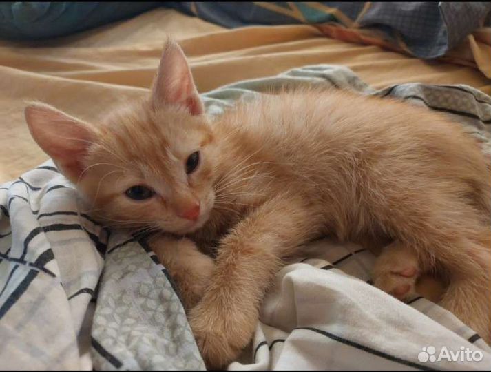 Котëнок Рыжик