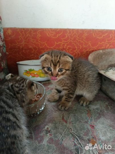 Вислоухие котята