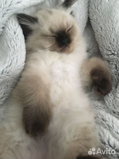 Тайский котенок девочка