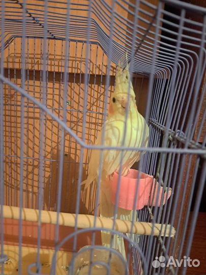 Попугай корелла