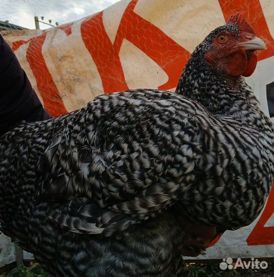 Продам петуха